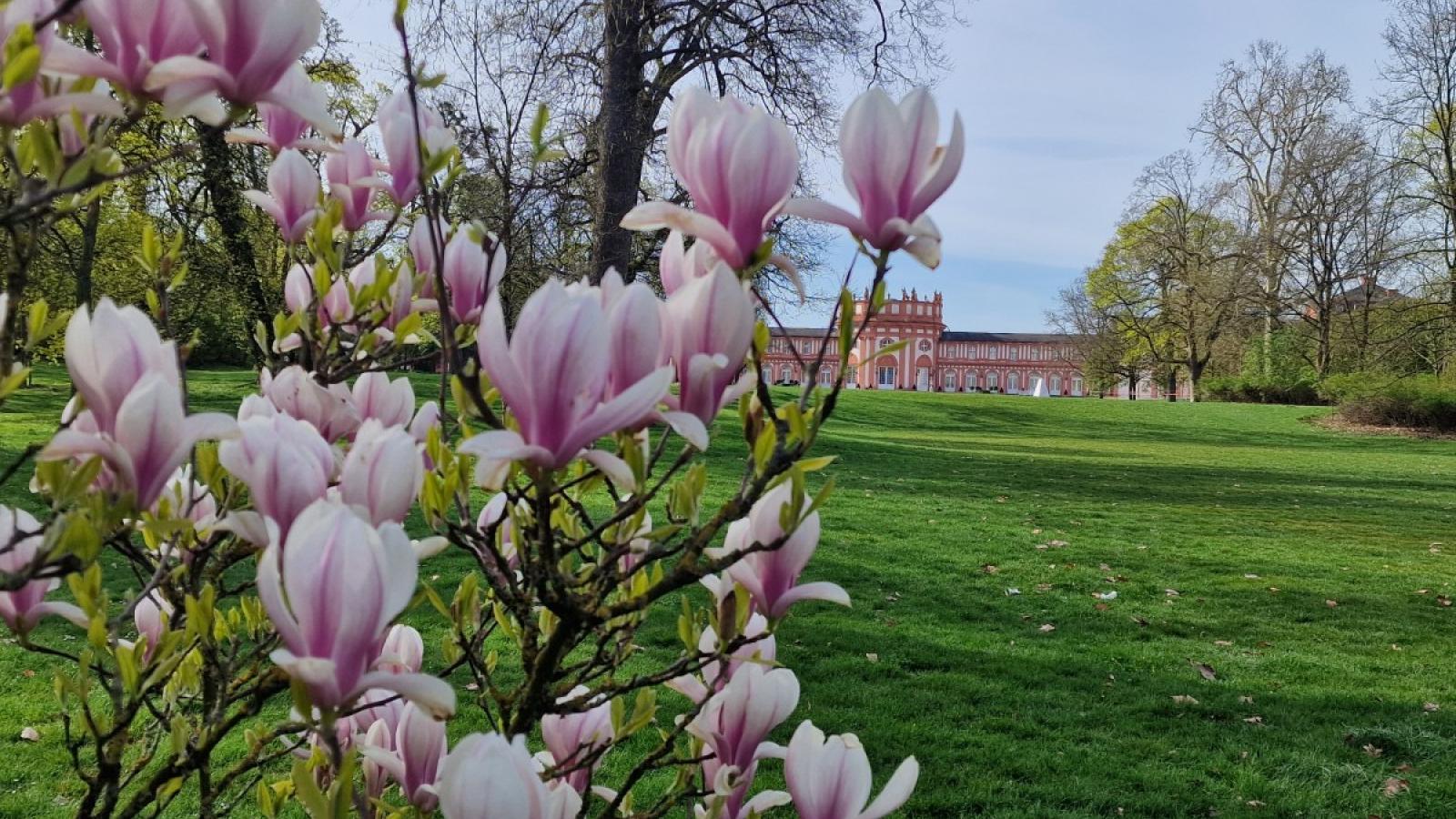 Filme im Schloss